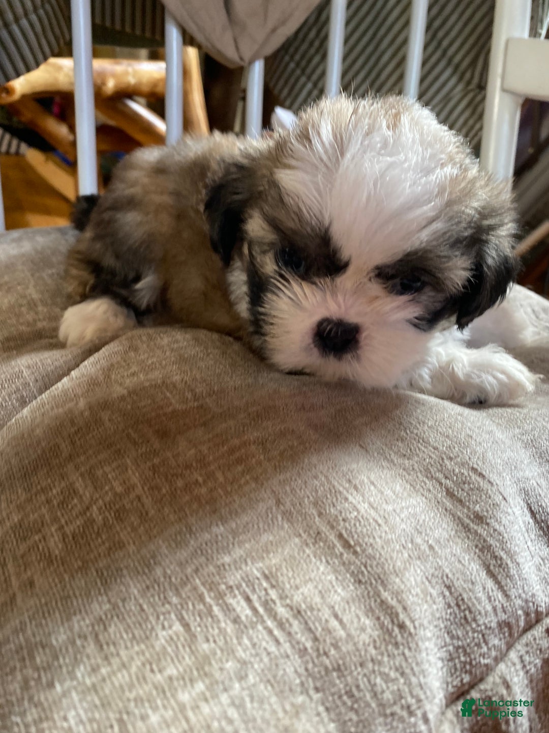 Gallery Image {{count}}