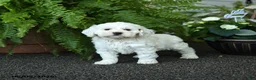 Cockapoo dogs for sale: Carmen - Ad 1