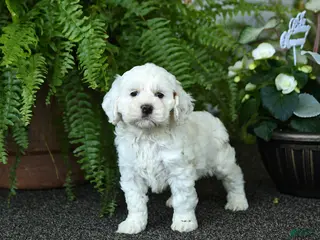Cockapoo dogs for sale: Carmen - Ad 1