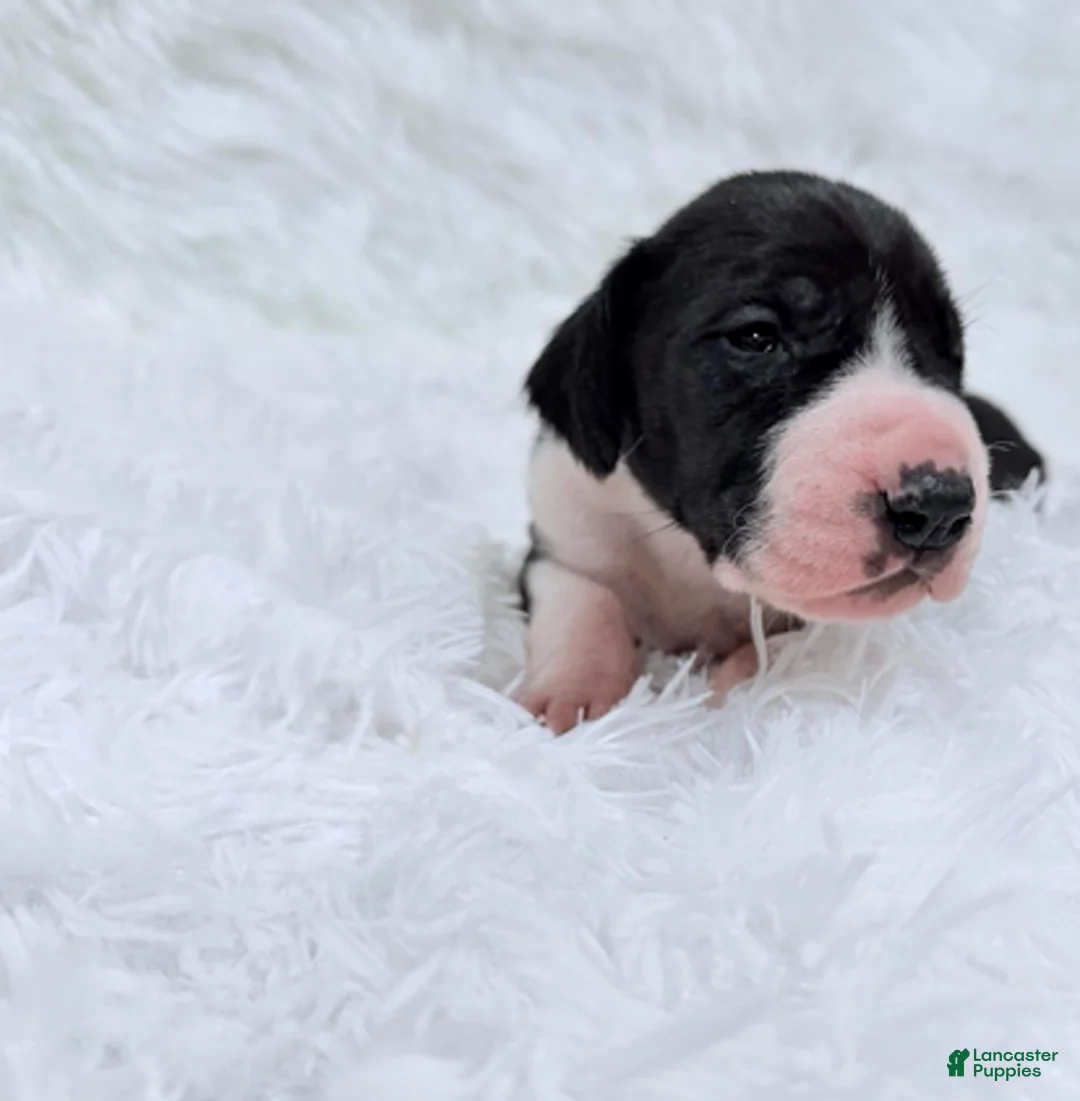 Great Dane dogs for sale: Ginny Weasley - Ad 8