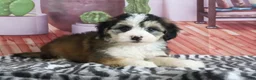 Mini Bernedoodle dogs for sale: Sophie - Ad 4