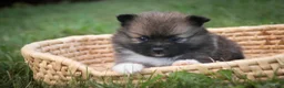 Pomeranian dogs for sale: Daphne Pomeranian  - Ad 3
