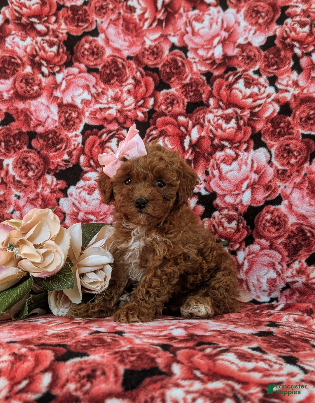 Toy Poodle dogs for sale: Gabrielle 6-7 lbs Full Grown - Ad 4