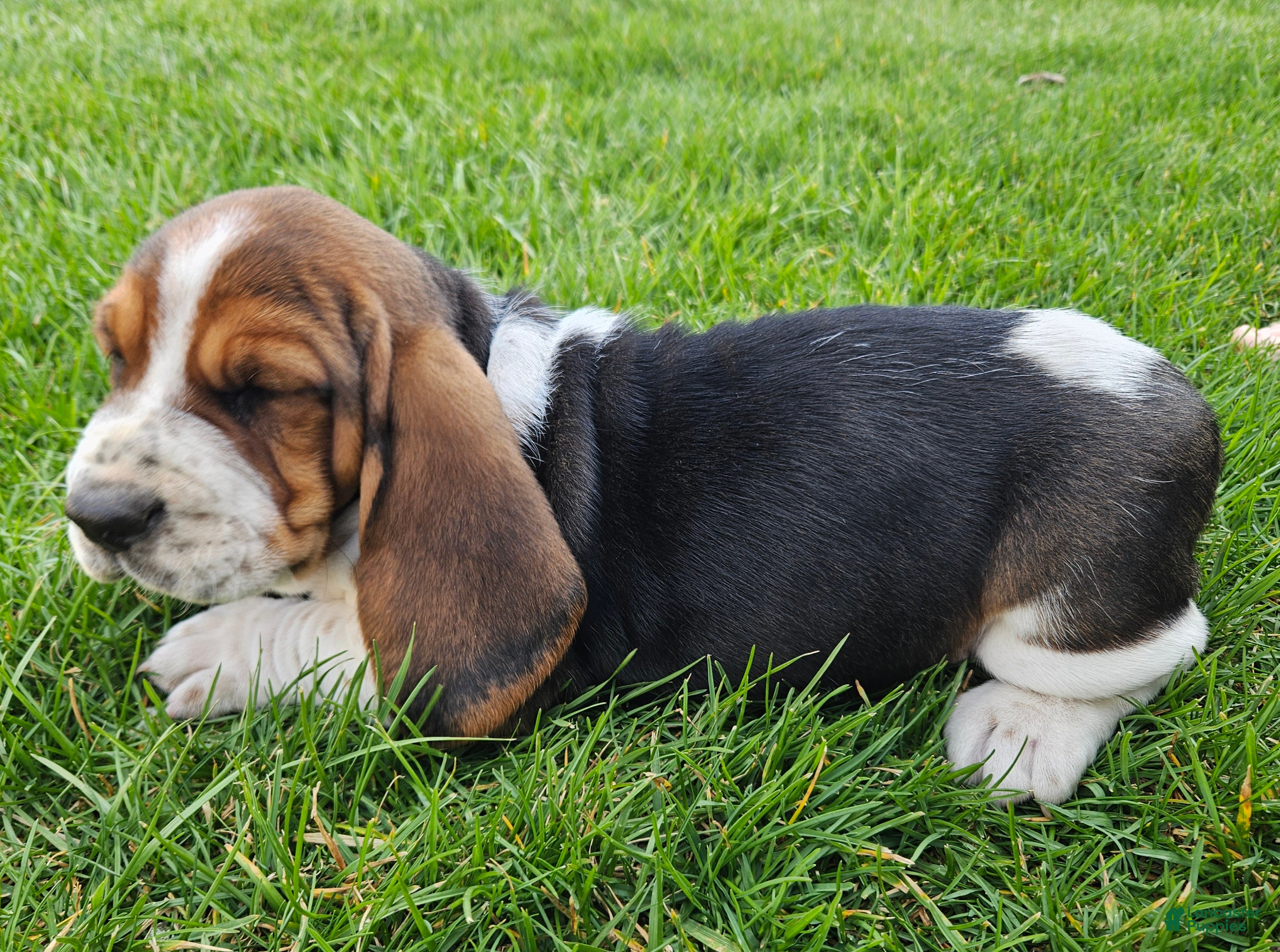Basset Hound dogs Baxter - Ad 1