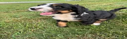 Bernedoodle dogs for sale: Ben - Ad 3