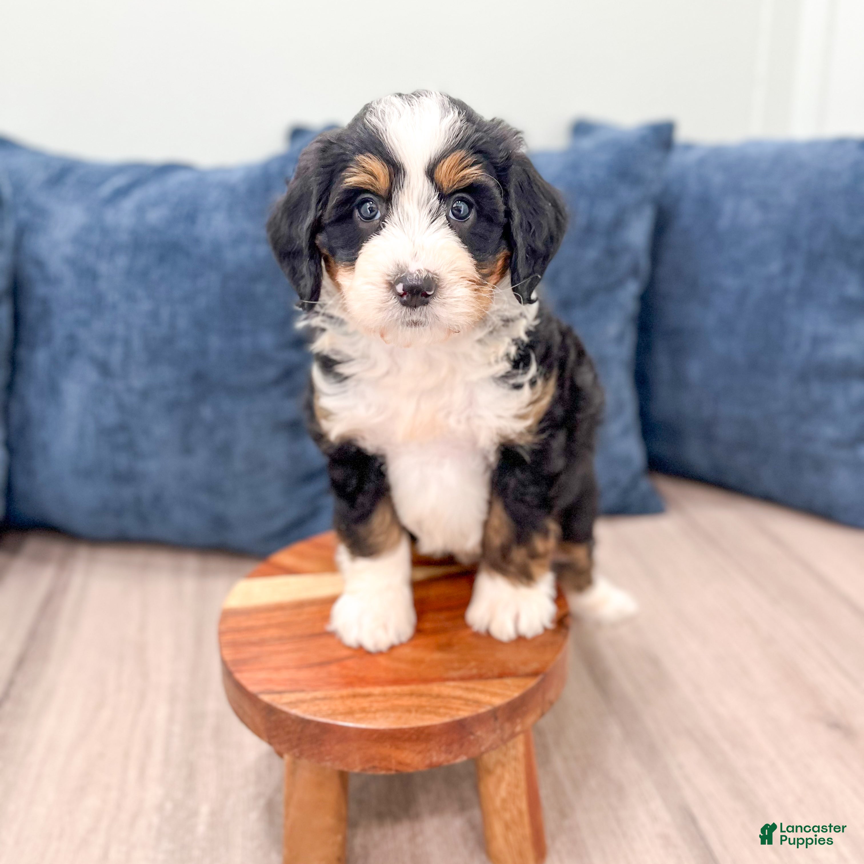 Mini Bernedoodle dogs for sale: Barbie - Ad 3