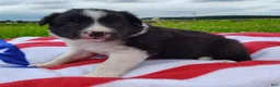 Border Collie dogs for sale: Finnley  - Ad 12
