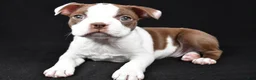 Boston Terrier dogs for sale: Harvey - Ad 9