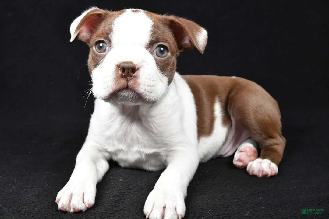Boston Terrier dogs for sale: Harvey - Ad 9