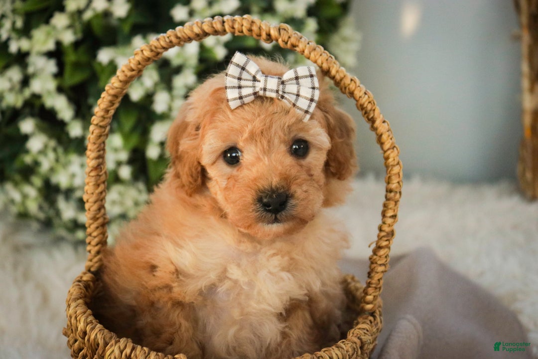 Miniature Poodle dogs for sale: Hailey - Ad 1