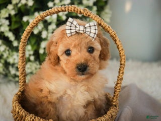 Miniature Poodle dogs Hailey - Ad 35