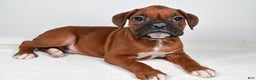 Boxer dogs for sale: Ben - Ad 1