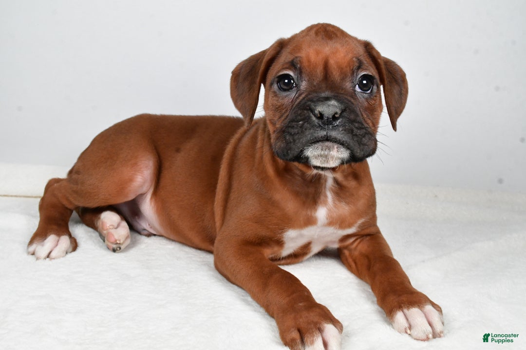 Boxer dogs for sale: Ben - Ad 1