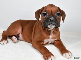 Boxer dogs Ben - Ad 42