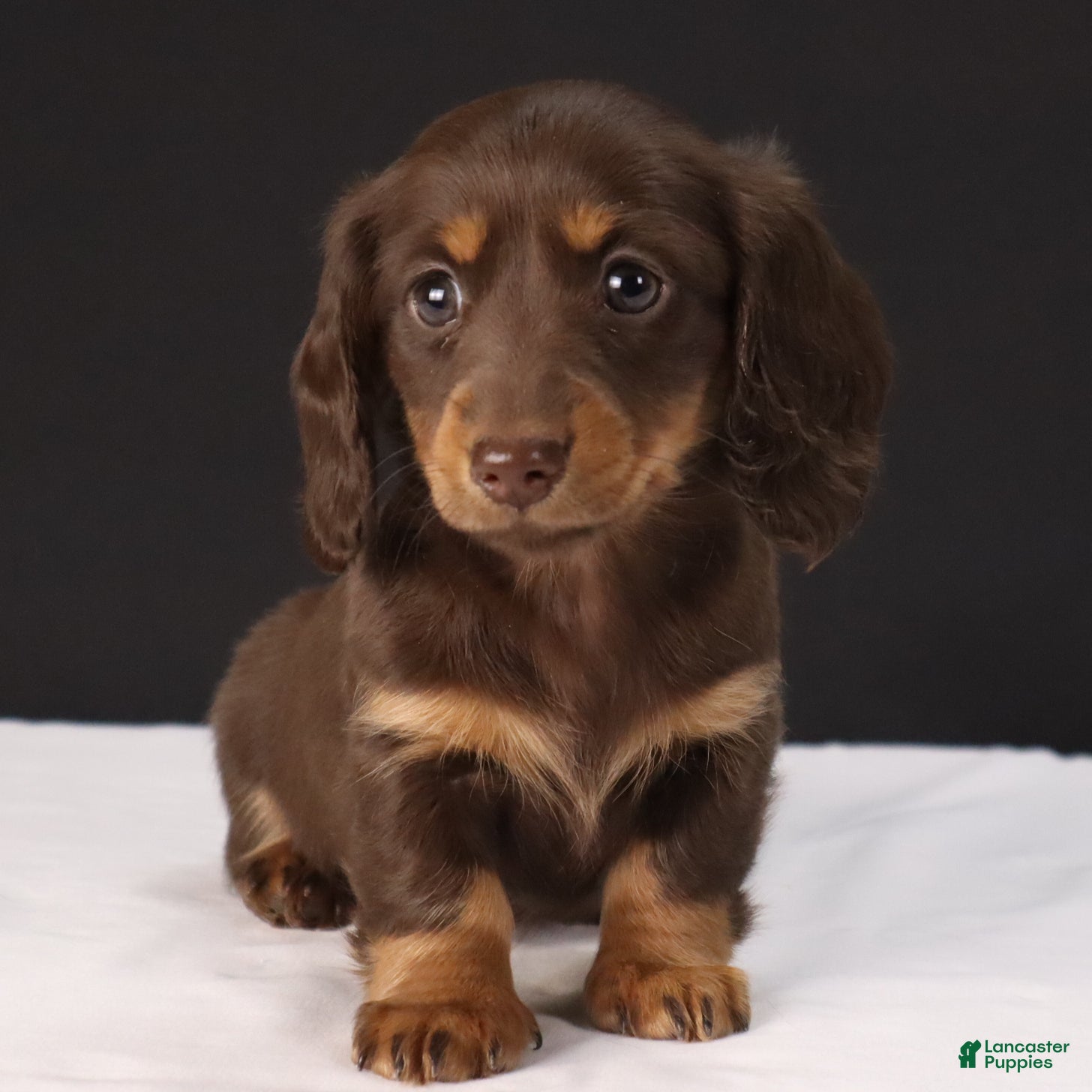 Dachshund dogs Lilly - Ad 6