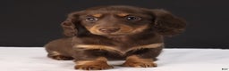 Dachshund dogs for sale: Lilly - Ad 1