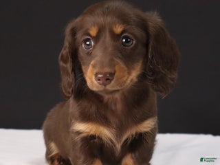 Dachshund dogs Lilly - Ad 29