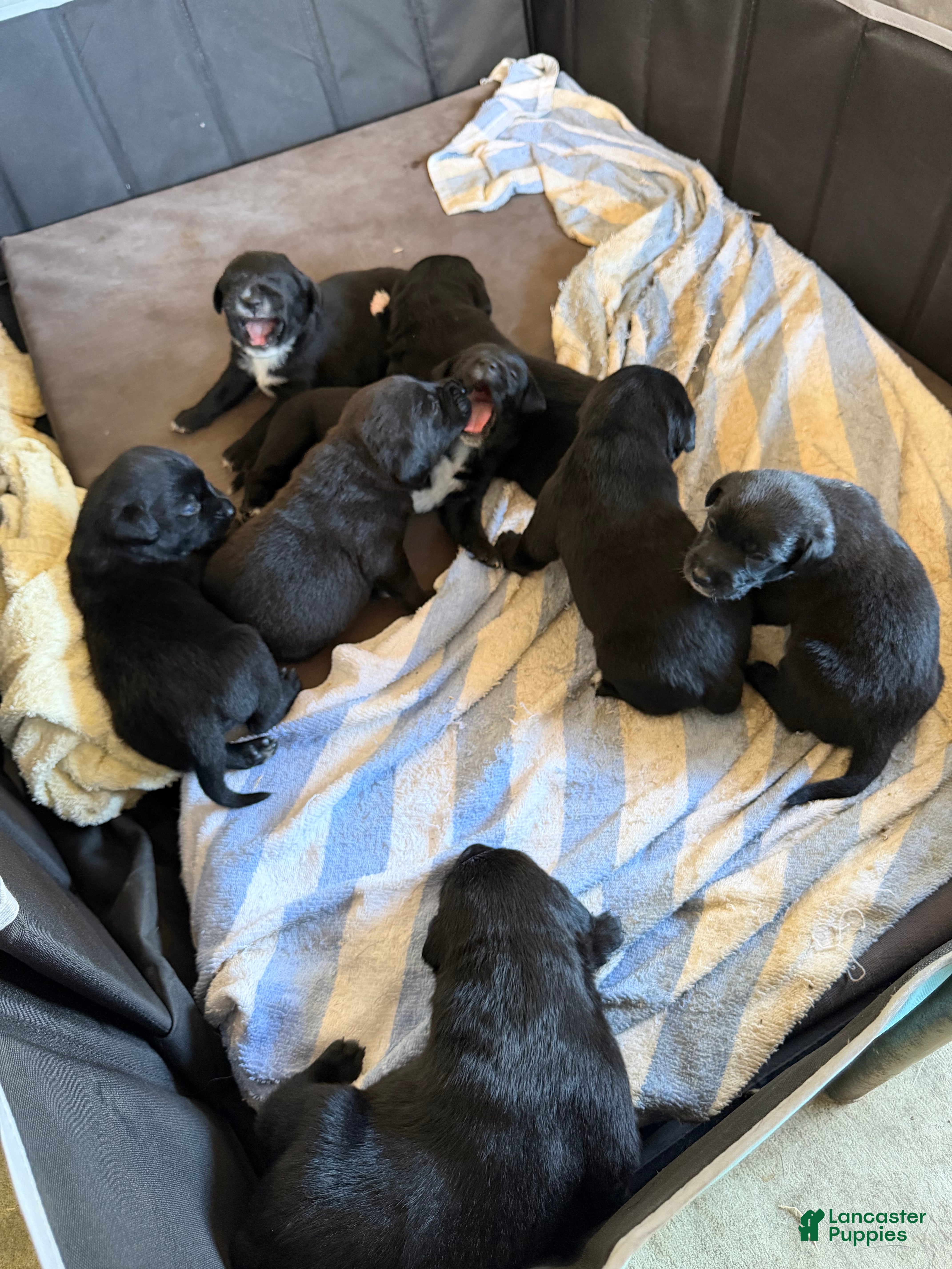 Mixed Breed dogs Mixed Breed 4 - Ad 1
