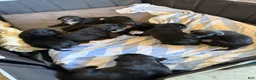 Mixed Breed dogs for sale: Mixed Breed 4 - Ad 1