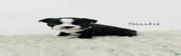Boston Terrier dogs for sale: Sushi - Ad 3
