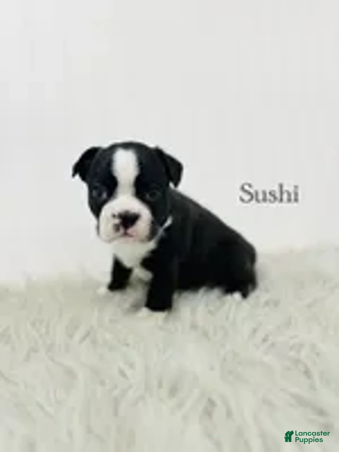 Boston Terrier dogs for sale: Sushi - Ad 3