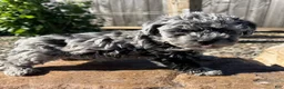 Schnoodle dogs for sale: Samantha - Ad 2