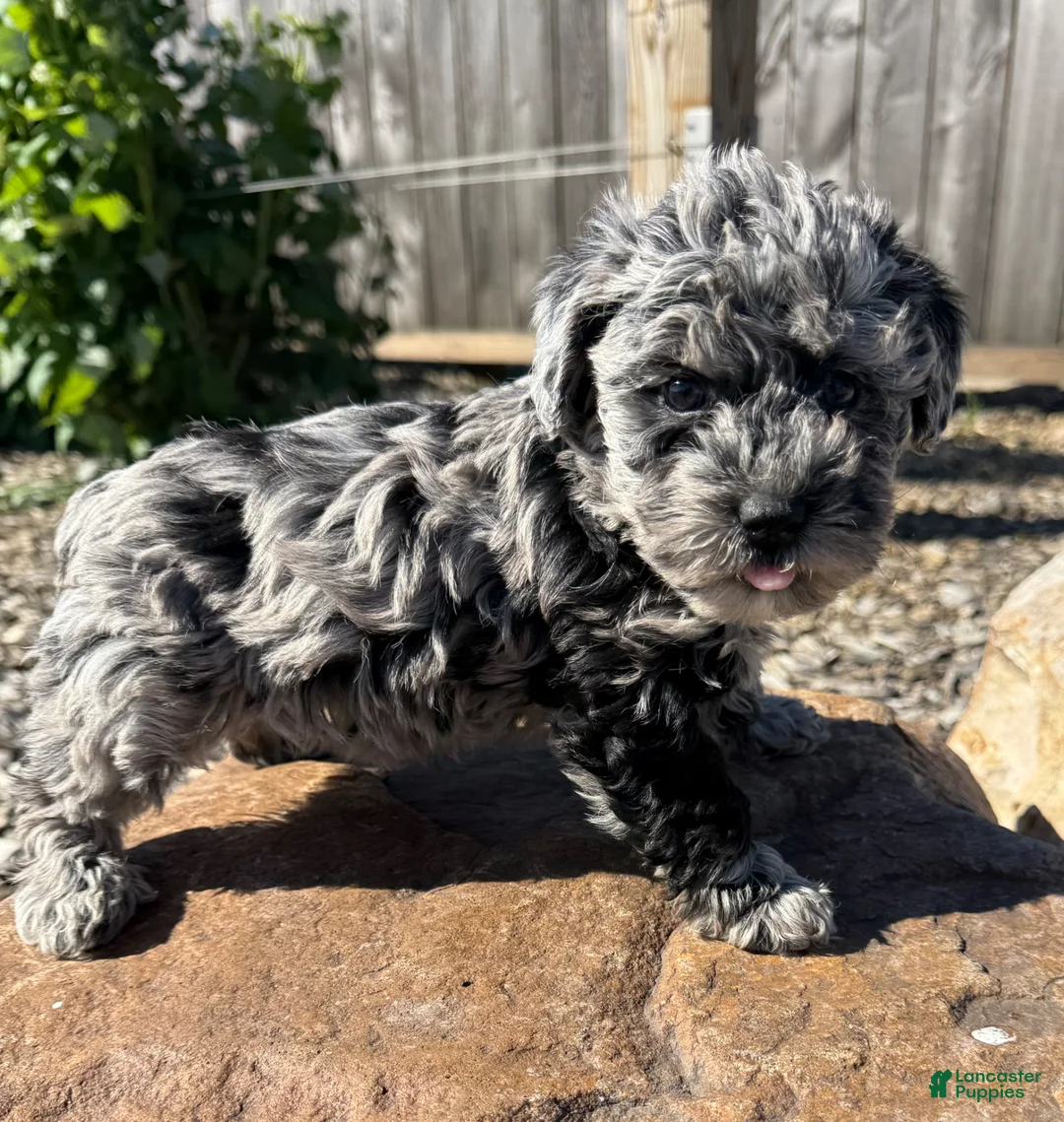 Schnoodle dogs for sale: Samantha - Ad 2