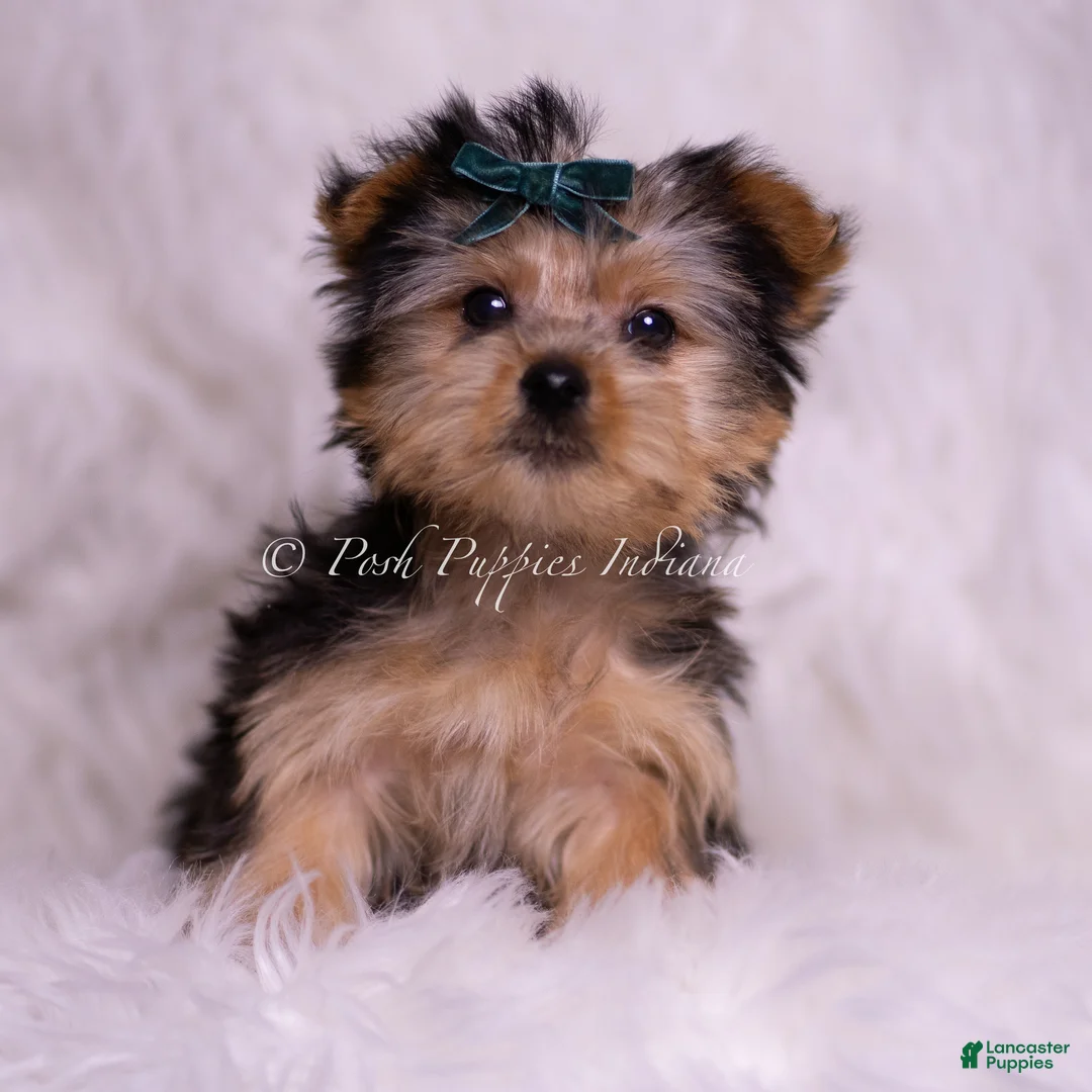 Yorkshire Terrier dogs for sale: Skeeter - Ad 1
