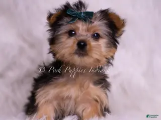 Yorkshire Terrier dogs Skeeter - Ad 34