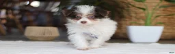 Yorkiepoo dogs for sale: Rocco - Ad 3