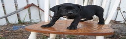 Cane Corso dogs for sale: Belinda - Ad 3