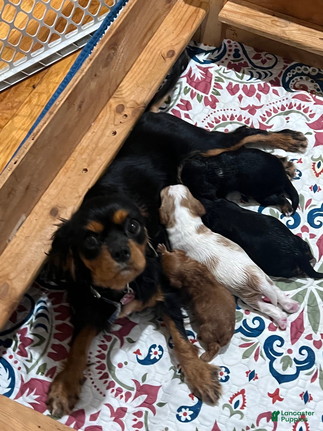 Cavalier King Charles Spaniel dogs for sale: Boy 1 - Ad 4