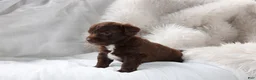 Mixed Breed dogs for sale: Riley - Ad 3