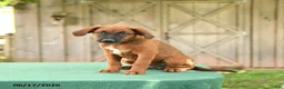 Mixed Breed dogs for sale: Stella - Ad 5