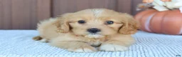 Mixed Breed dogs for sale: Daisy - Ad 3