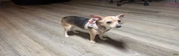 Chihuahua dogs for sale: Nova - Ad 4