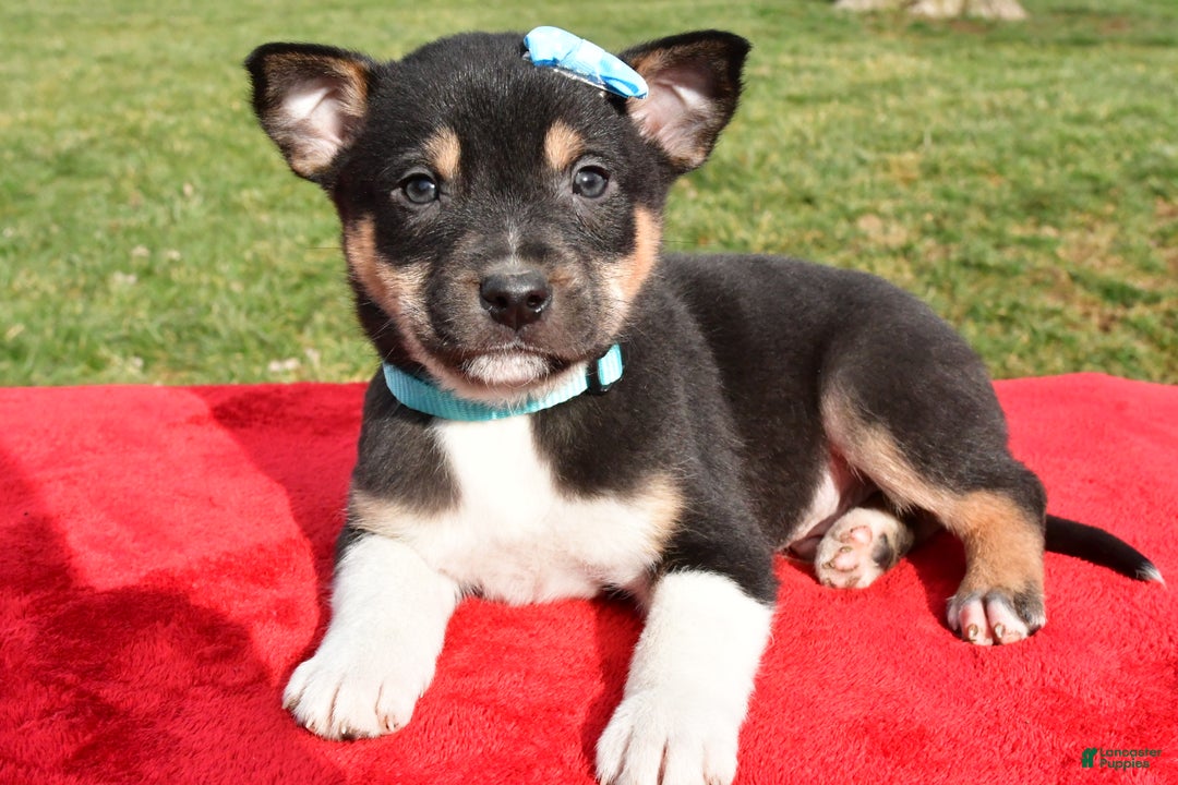 Mixed Breed dogs for sale: Miles - Ad 3