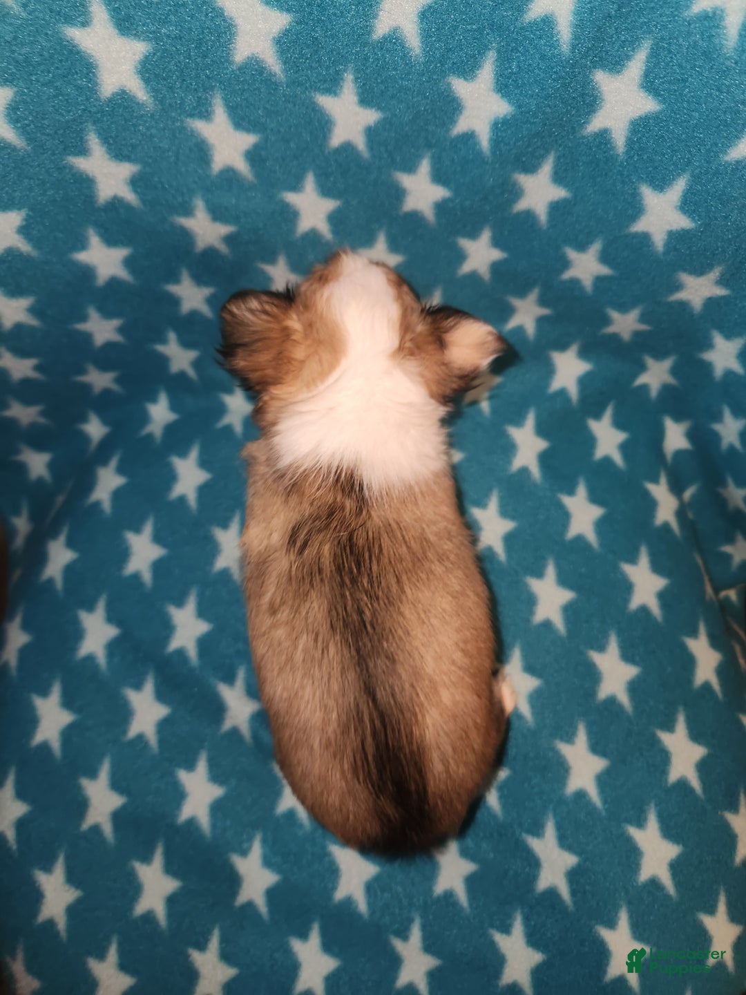 Chihuahua dogs for sale: Sadie - Ad 3