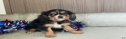 Cavalier King Charles Spaniel dogs for sale: Hudson Cavalier King Charles Spaniel  - Ad 4
