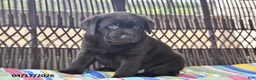 Labrador Retriever dogs for sale: Lacey - Ad 4