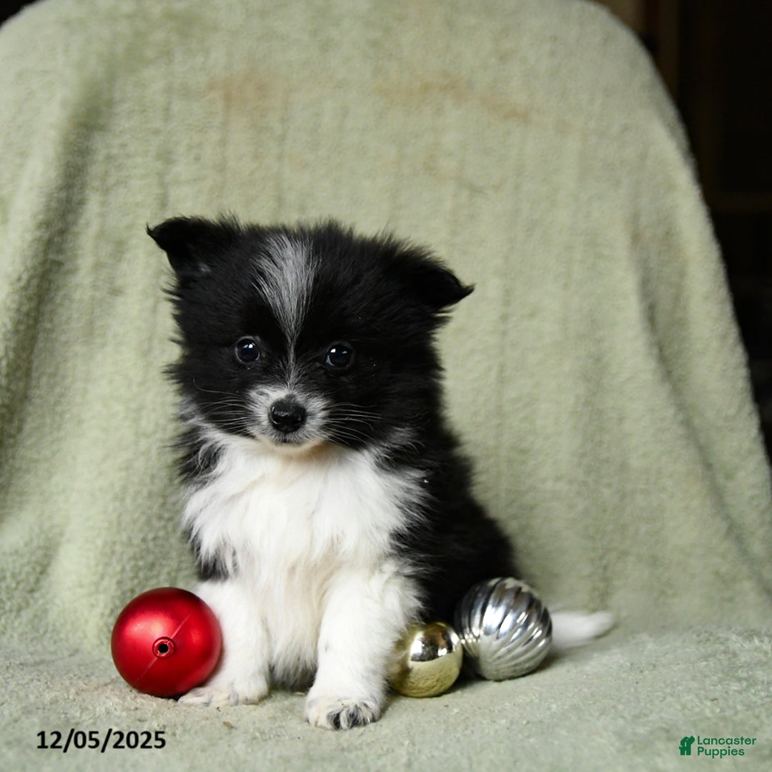 Pomeranian dogs for sale: Sterling - Ad 3