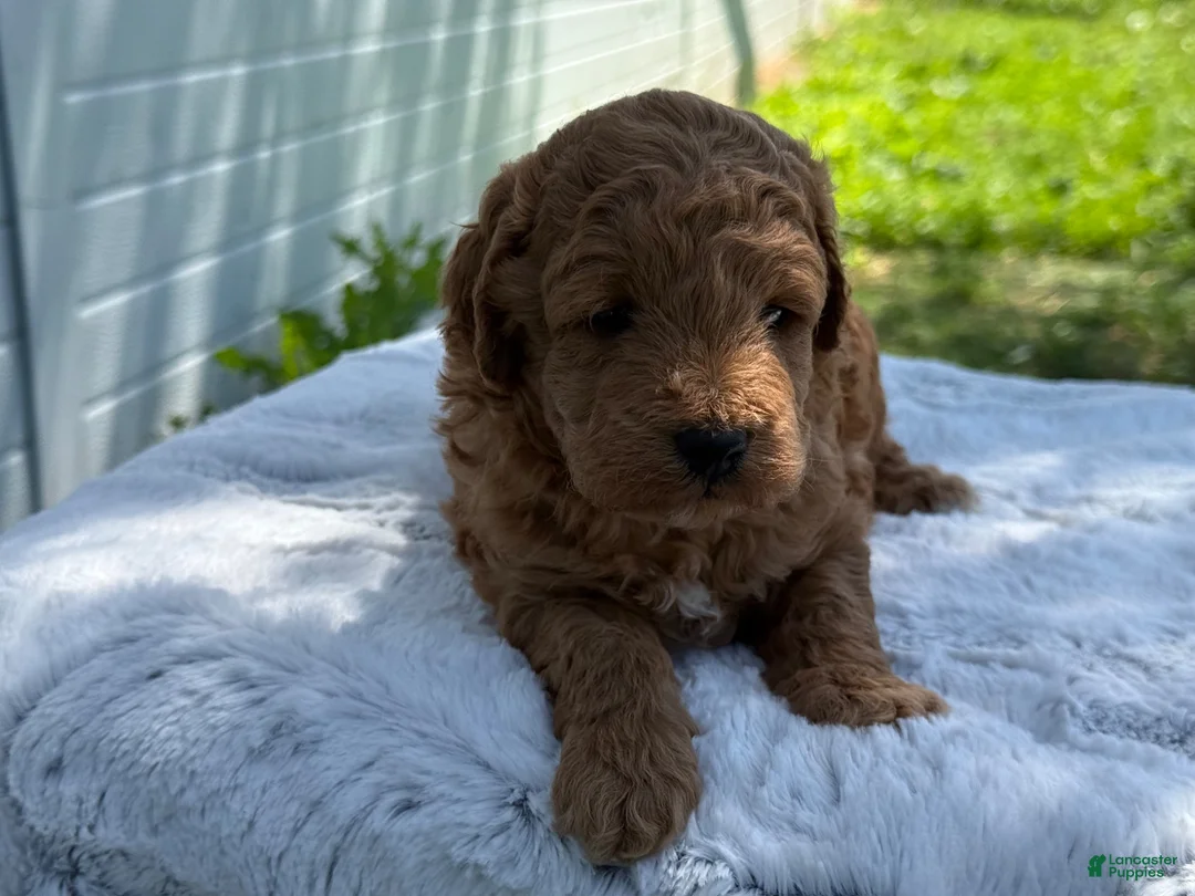 Mini Goldendoodle dogs for sale: Guitar - Ad 2
