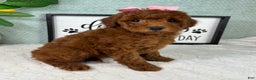 Mini Goldendoodle dogs for sale: Grace - Ad 3