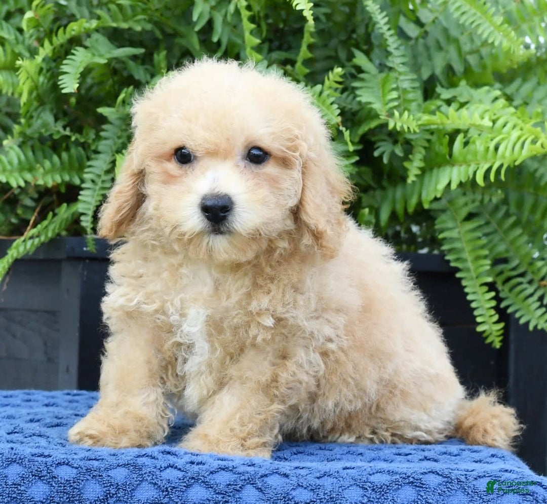 Bichpoo dogs for sale: Doogie - Ad 2