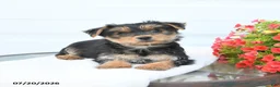 Morkie dogs for sale: Leo - Ad 3