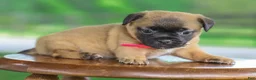 Jug dogs for sale: Zoey Jug Puppy - Ad 3
