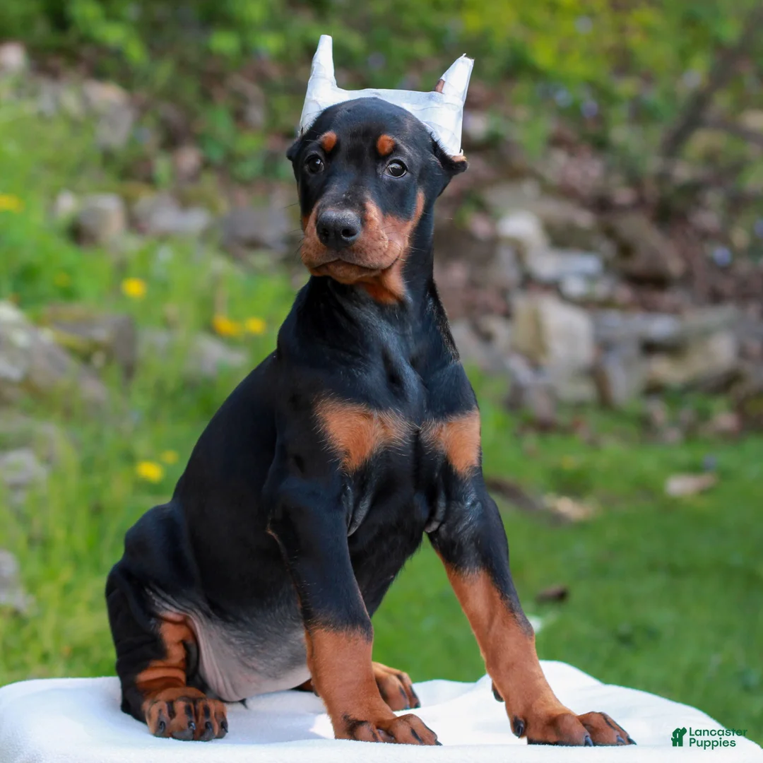 Doberman Pinscher dogs for sale: Abby  - Ad 2