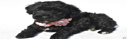 Toy Poodle dogs for sale: Piper - Ad 2