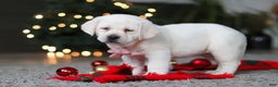 Labrador Retriever dogs for sale: Besty - Ad 6