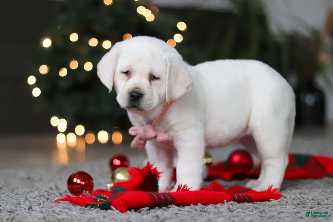 Labrador Retriever dogs for sale: Besty - Ad 6